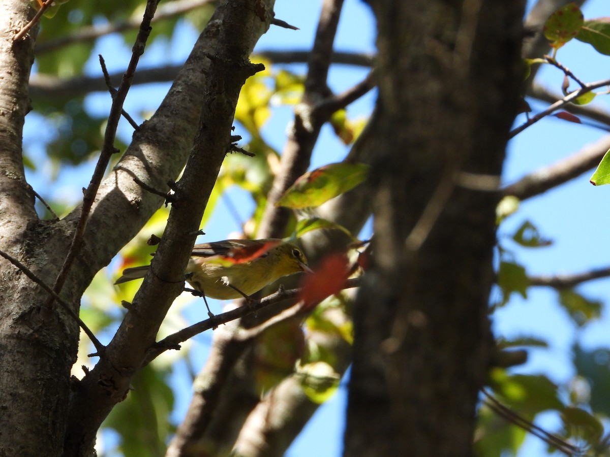 Pine Warbler - ML642080333