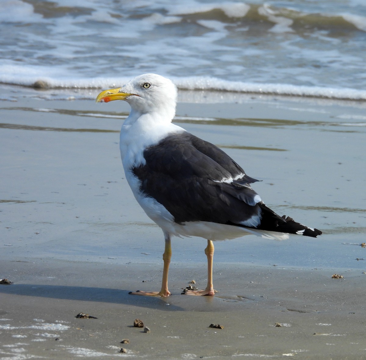 Lesser Black-backed Gull - ML642080349