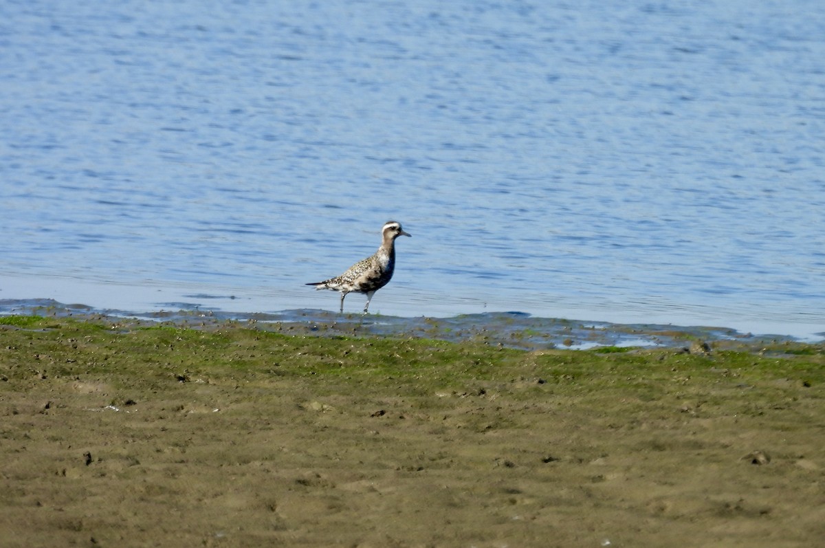 American Golden-Plover - ML642080383