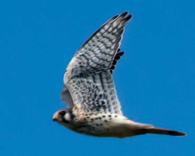 American Kestrel - ML642080393