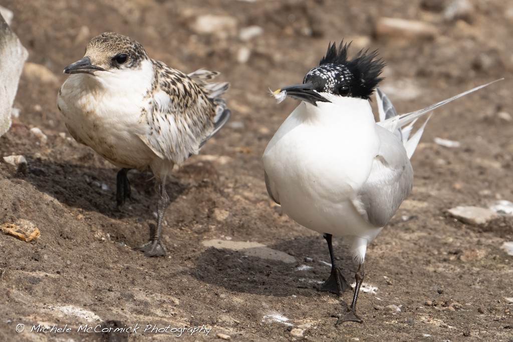 Sandwich Tern - ML642080394