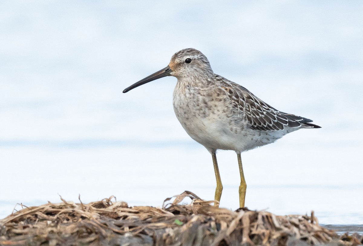 Stilt Sandpiper - ML642080398