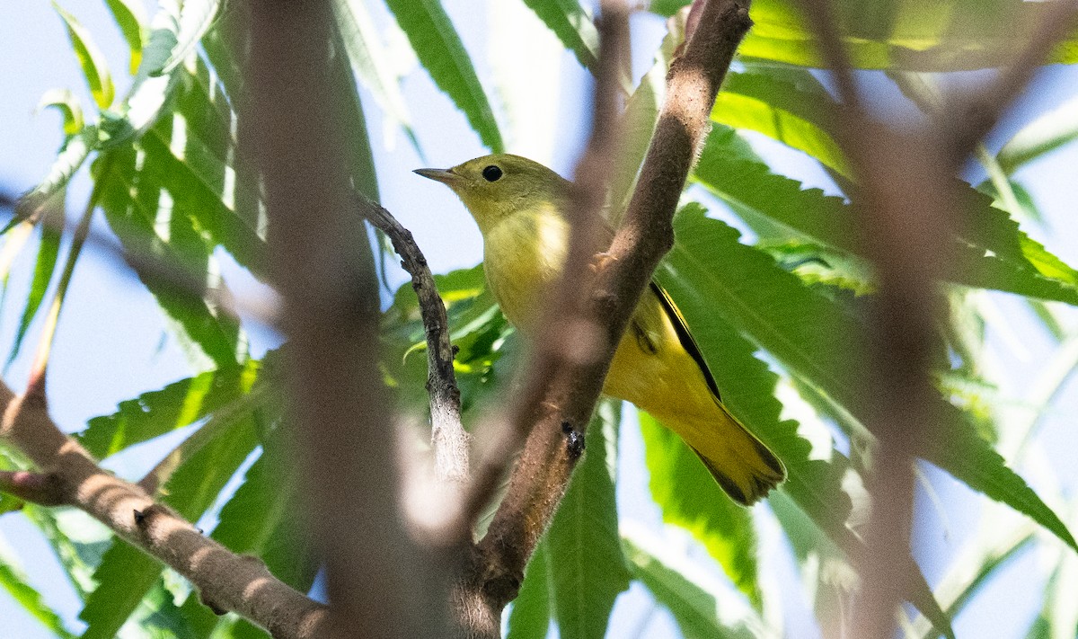 Yellow Warbler - ML642080409