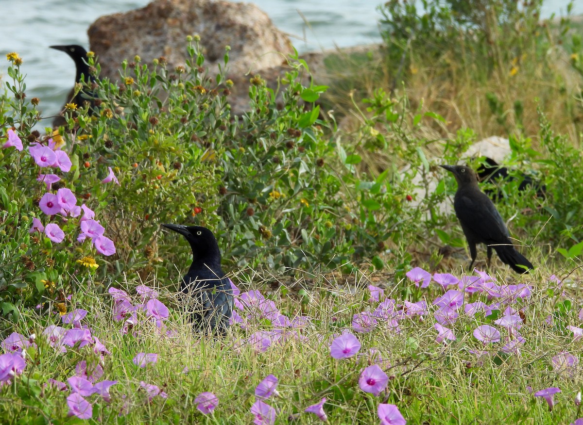 Great-tailed Grackle - ML642080511