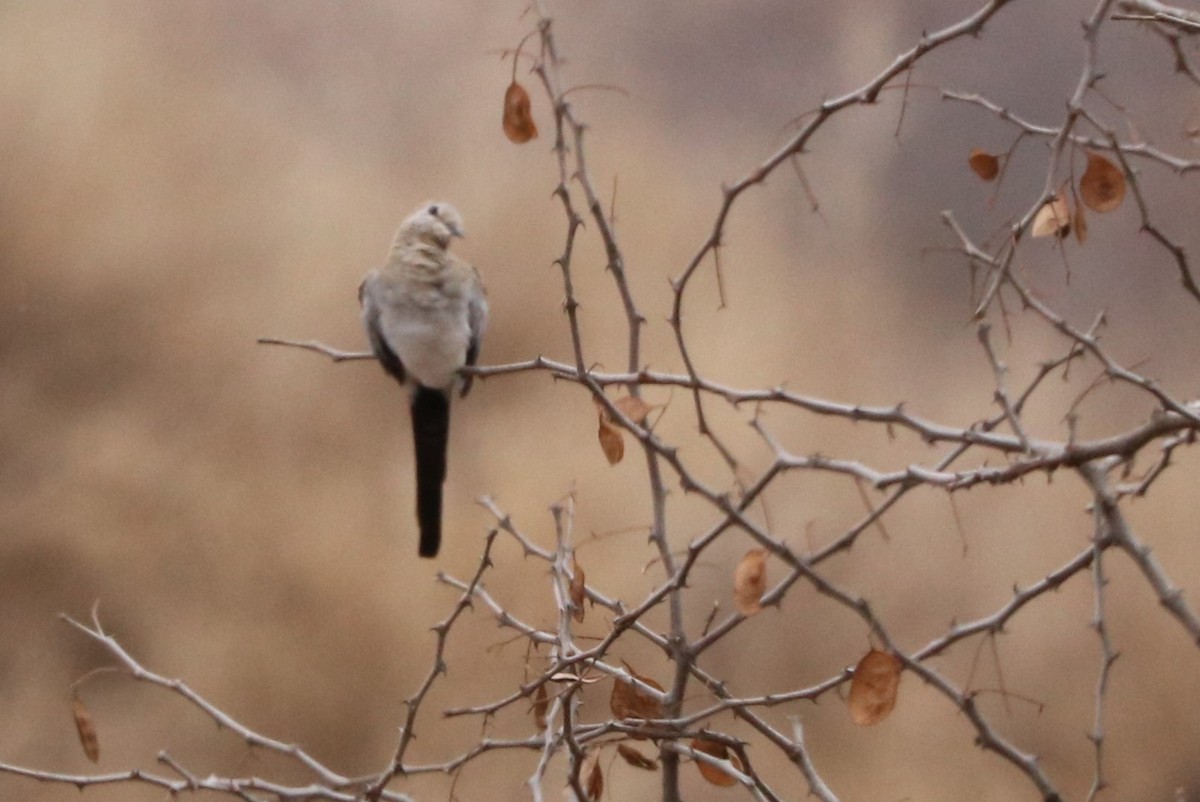 Namaqua Dove - ML642080519