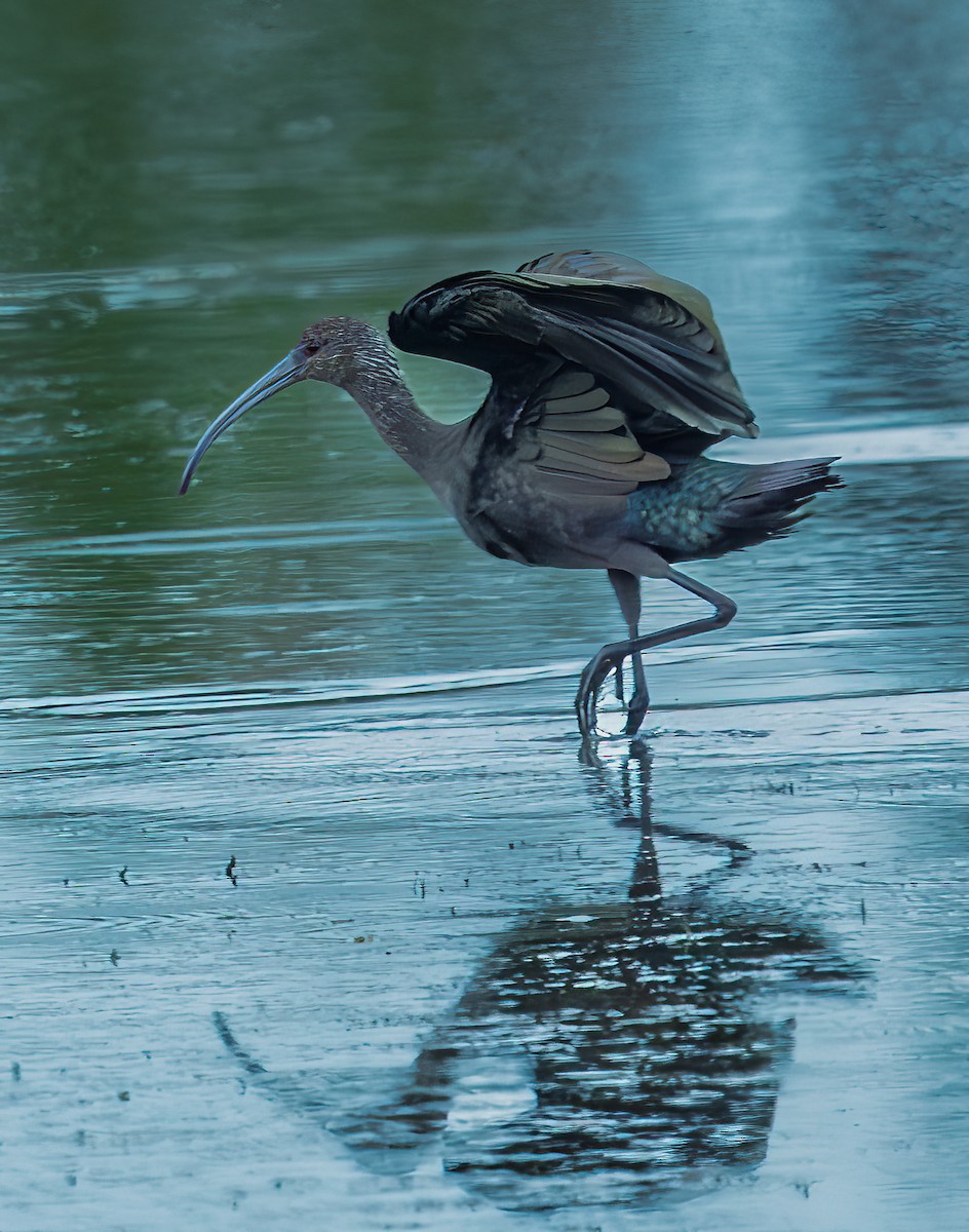 White-faced Ibis - ML642080523