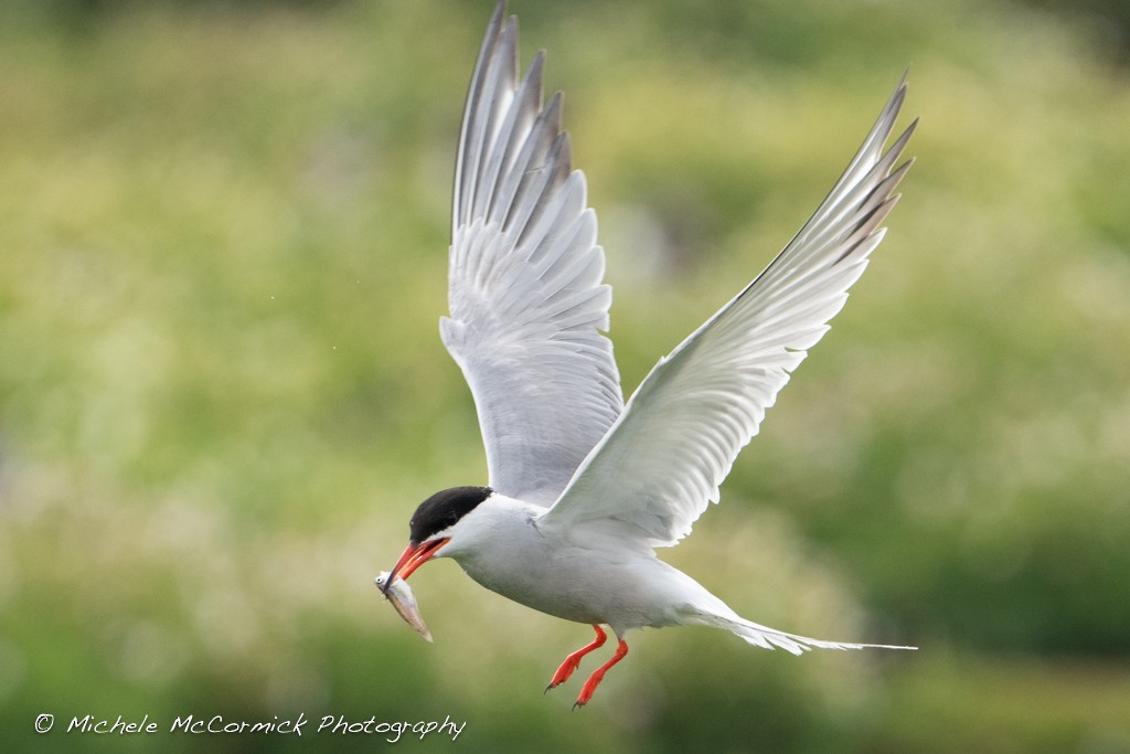 Common Tern - ML642080525