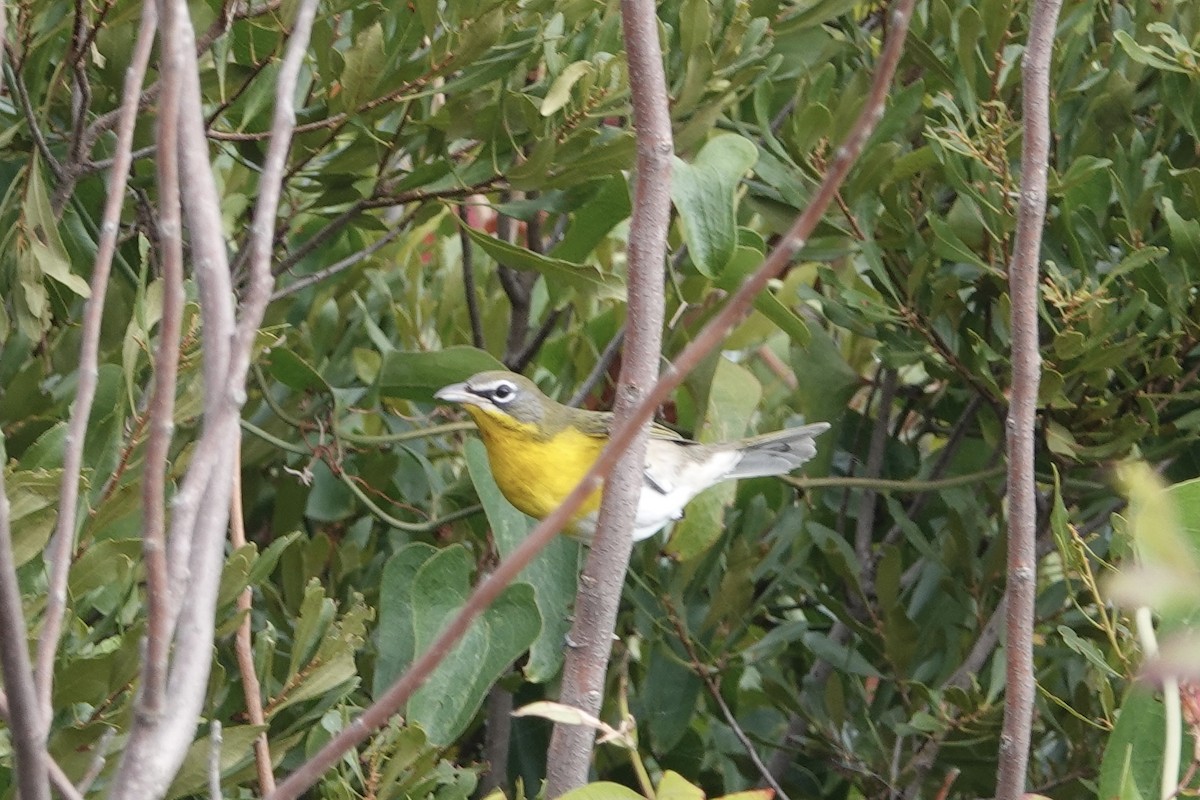 Yellow-breasted Chat - ML642080542