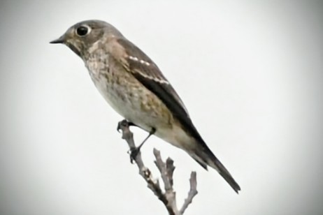 Dark-sided Flycatcher (Siberian) - ML642080554