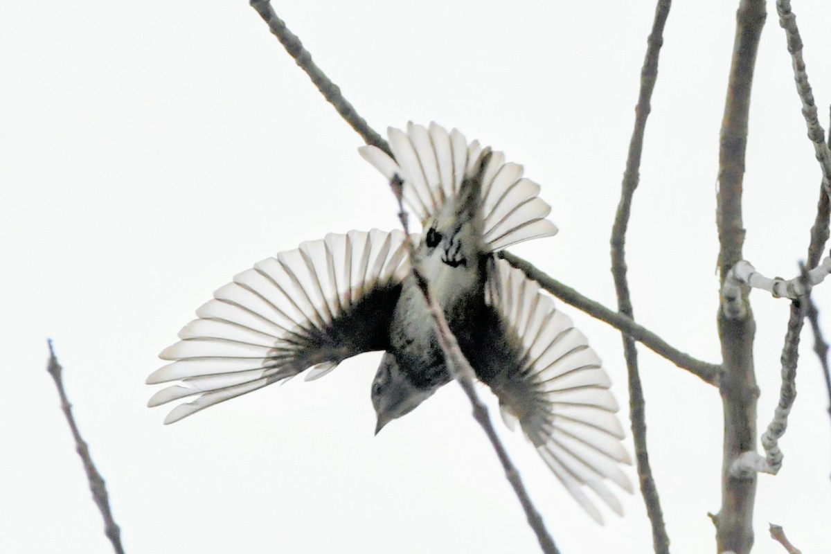 Dark-sided Flycatcher (Siberian) - ML642080555