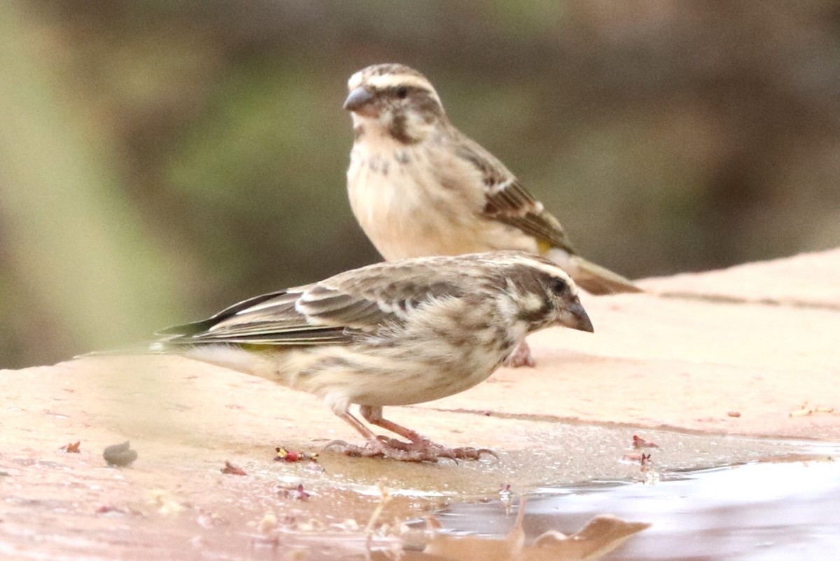 Reichenow's Seedeater - ML642080560