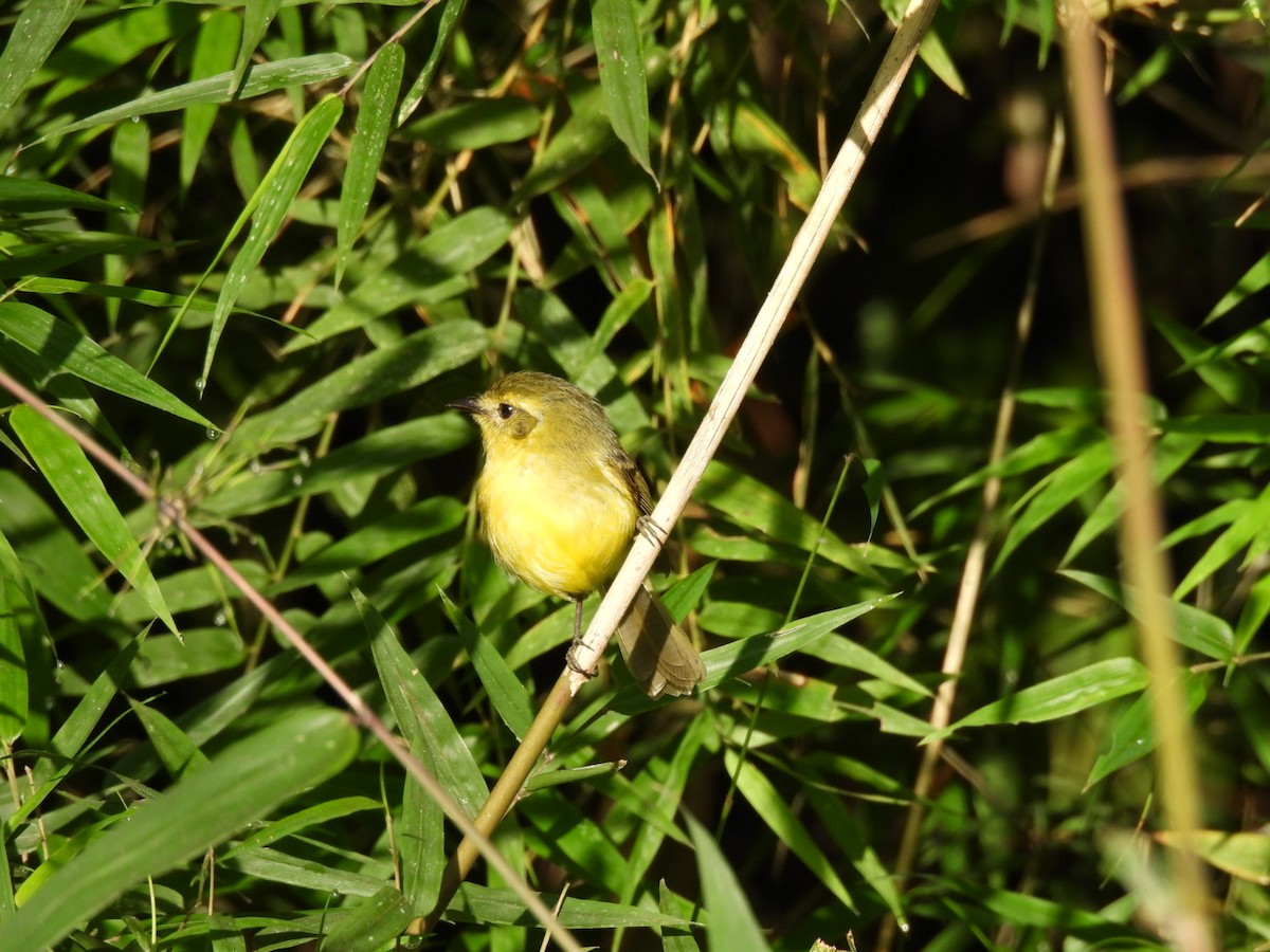 Yellow Tyrannulet - ML642080561