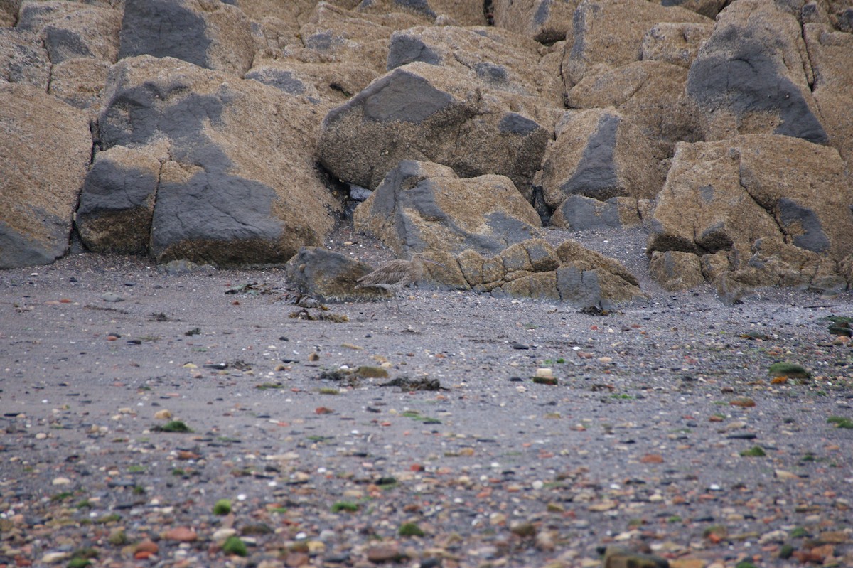Eurasian Curlew - ML642080578