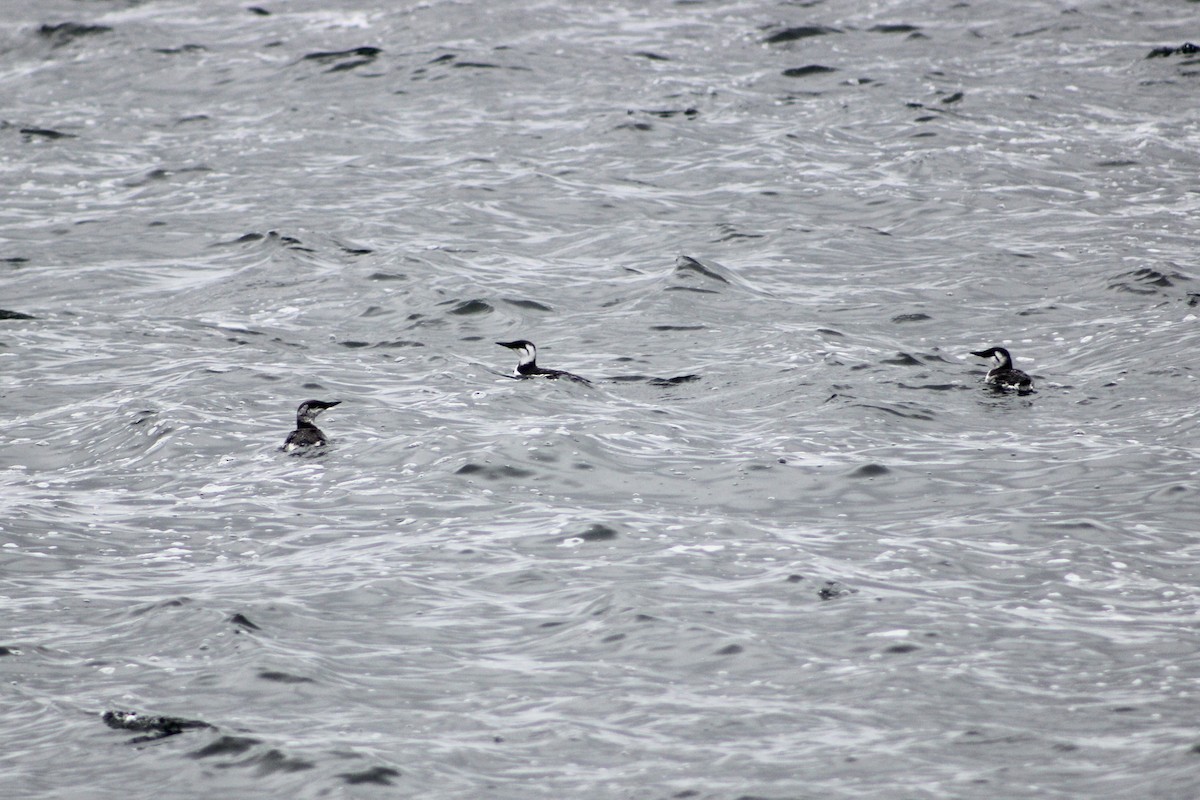 Common Murre - ML642080579
