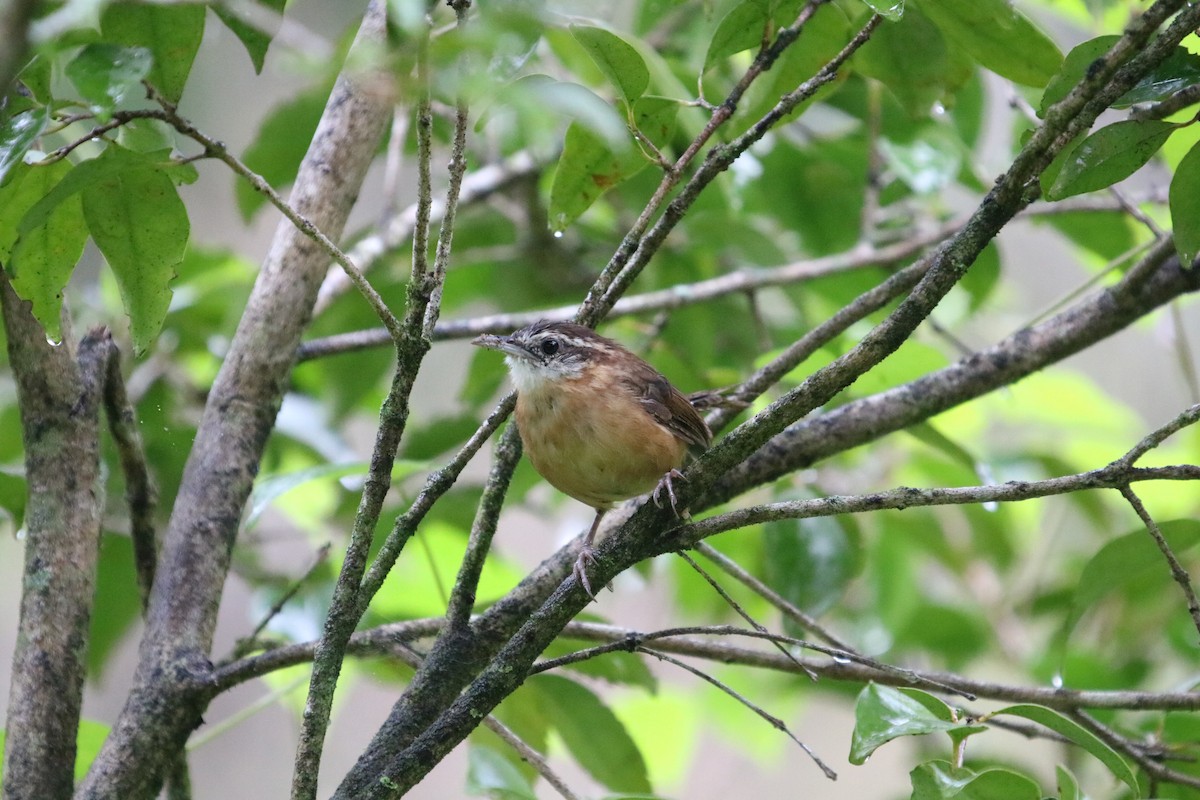 Carolina Wren - ML642080589