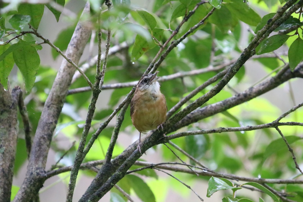 Carolina Wren - ML642080590