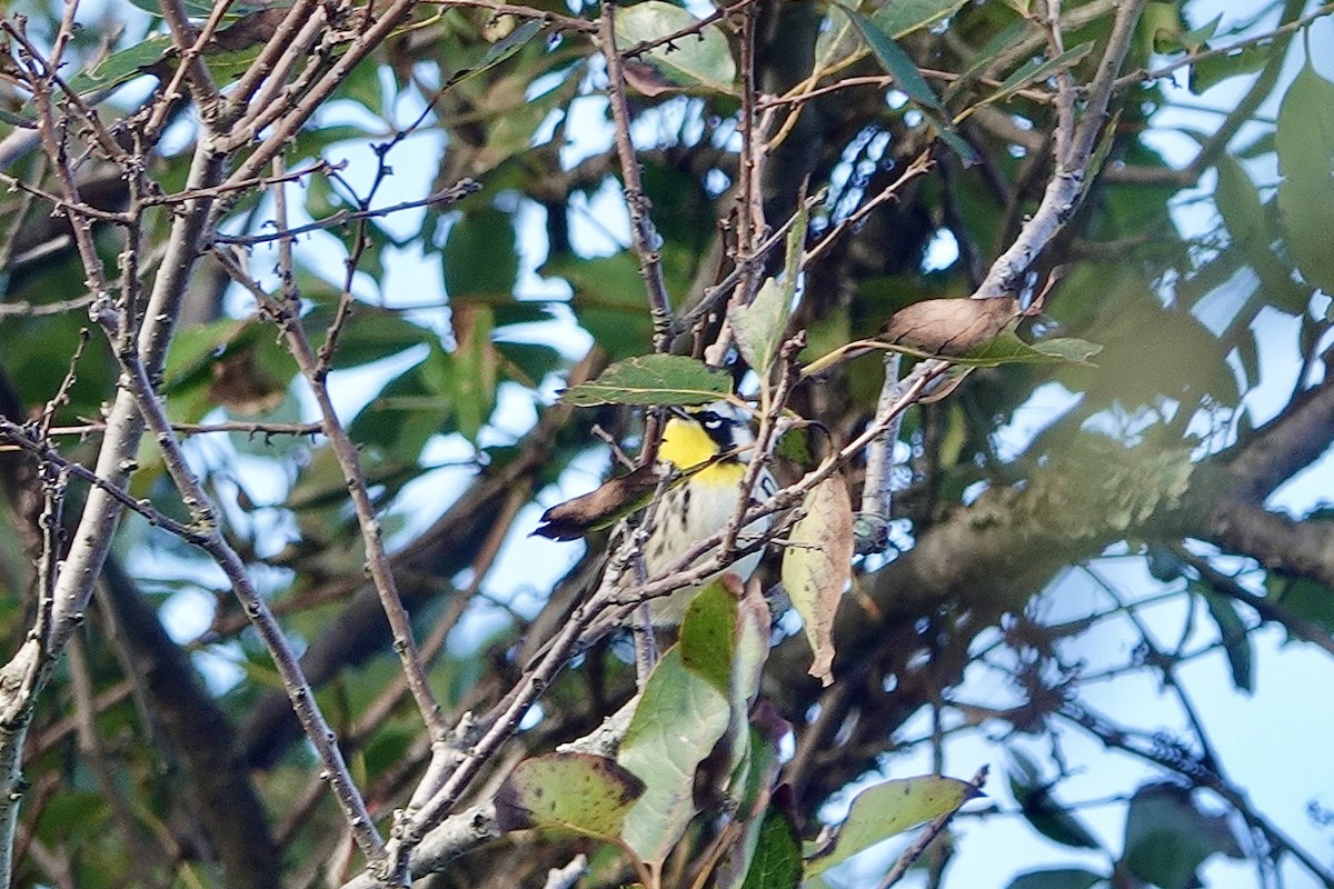 Yellow-throated Warbler - ML642080615