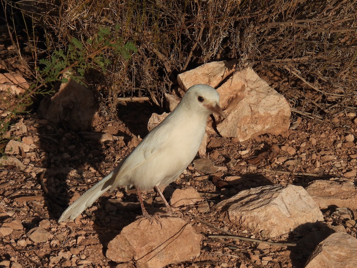 Woodhouse's Scrub-Jay - ML642080619