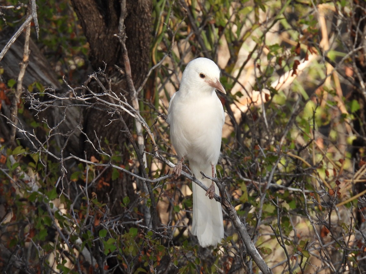 Woodhouse's Scrub-Jay - ML642080627