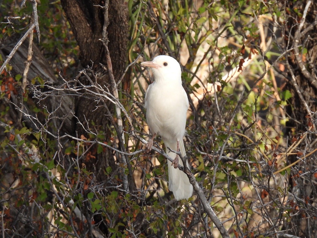 Woodhouse's Scrub-Jay - ML642080633