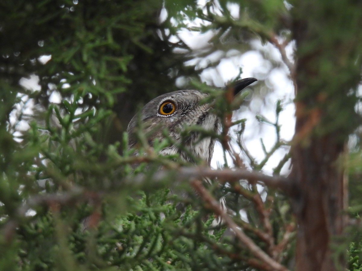 Sage Thrasher - ML642080643
