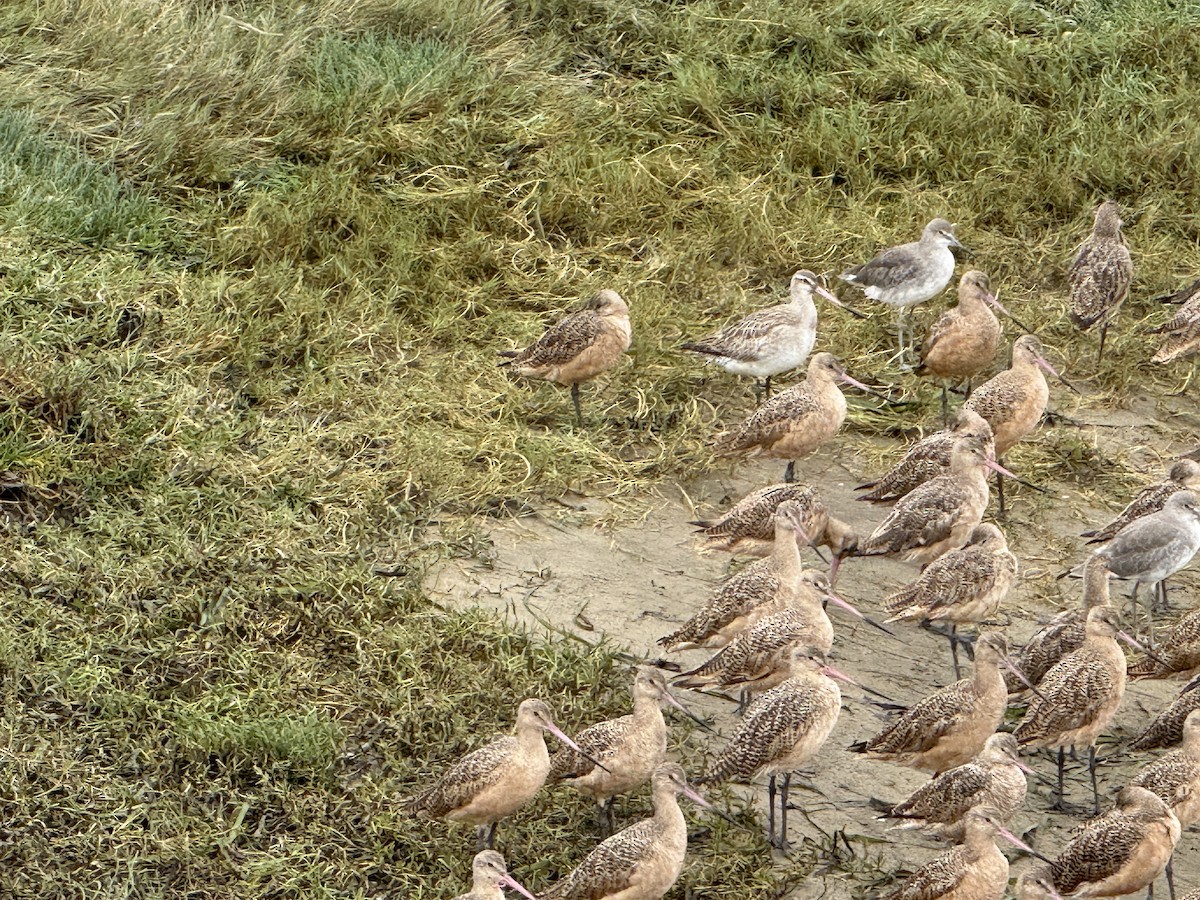 Bar-tailed Godwit - ML642080644