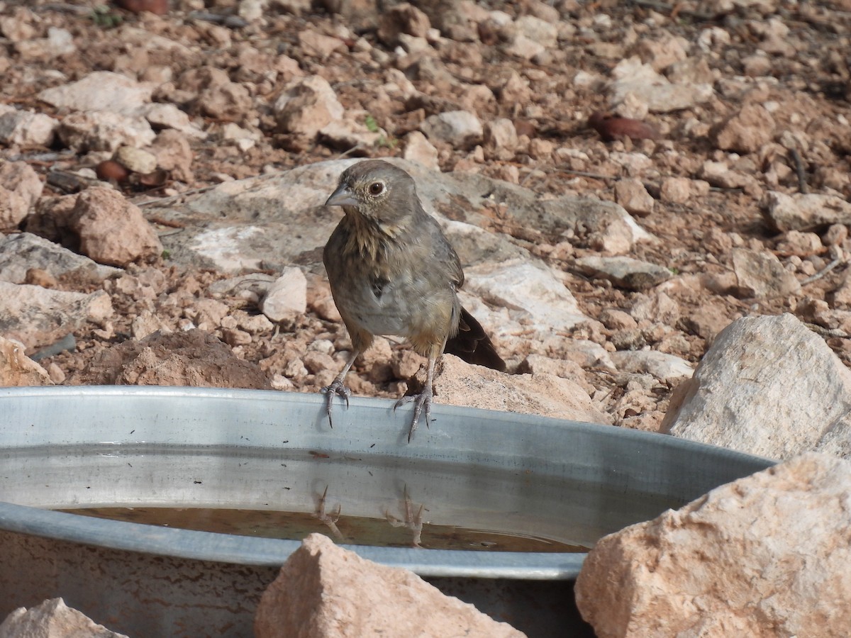 Canyon Towhee - ML642080653