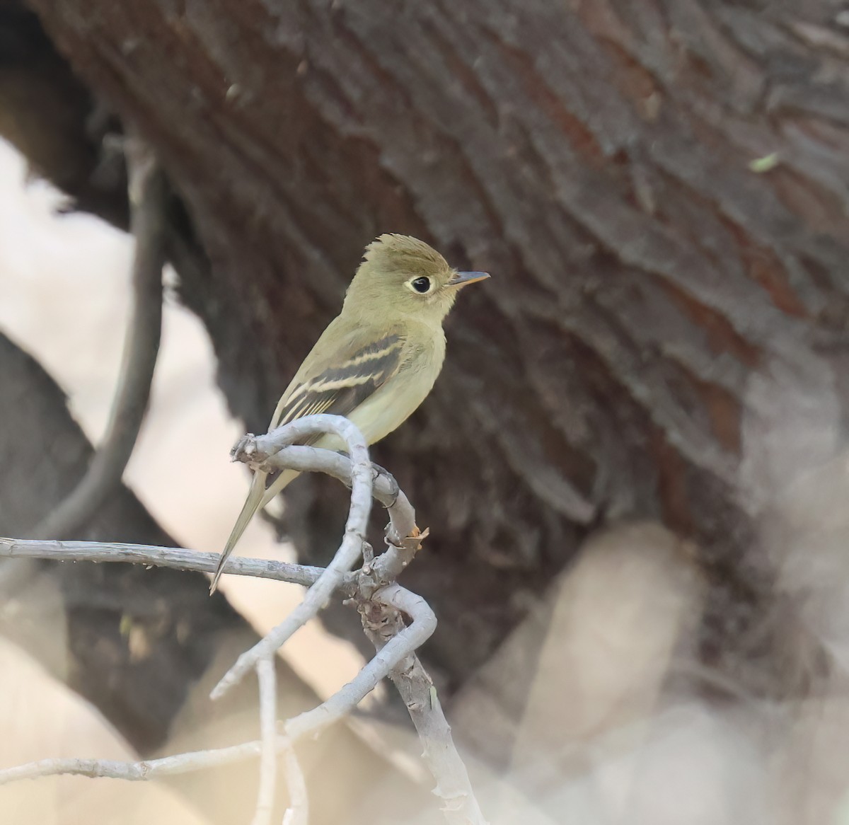 Western Flycatcher (Pacific-slope) - ML642080656