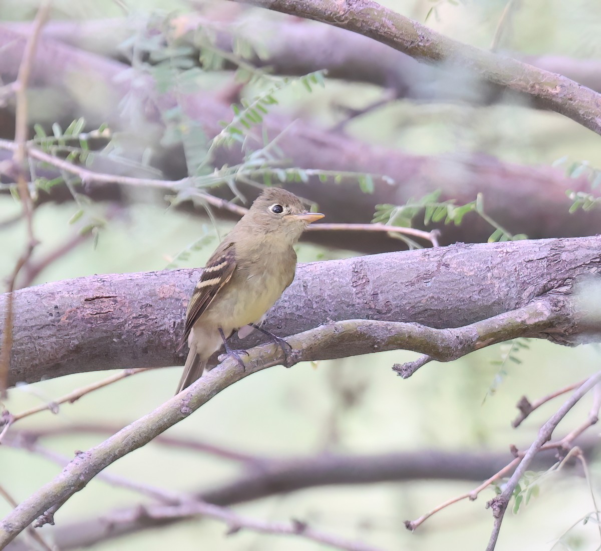 Western Flycatcher (Pacific-slope) - ML642080658