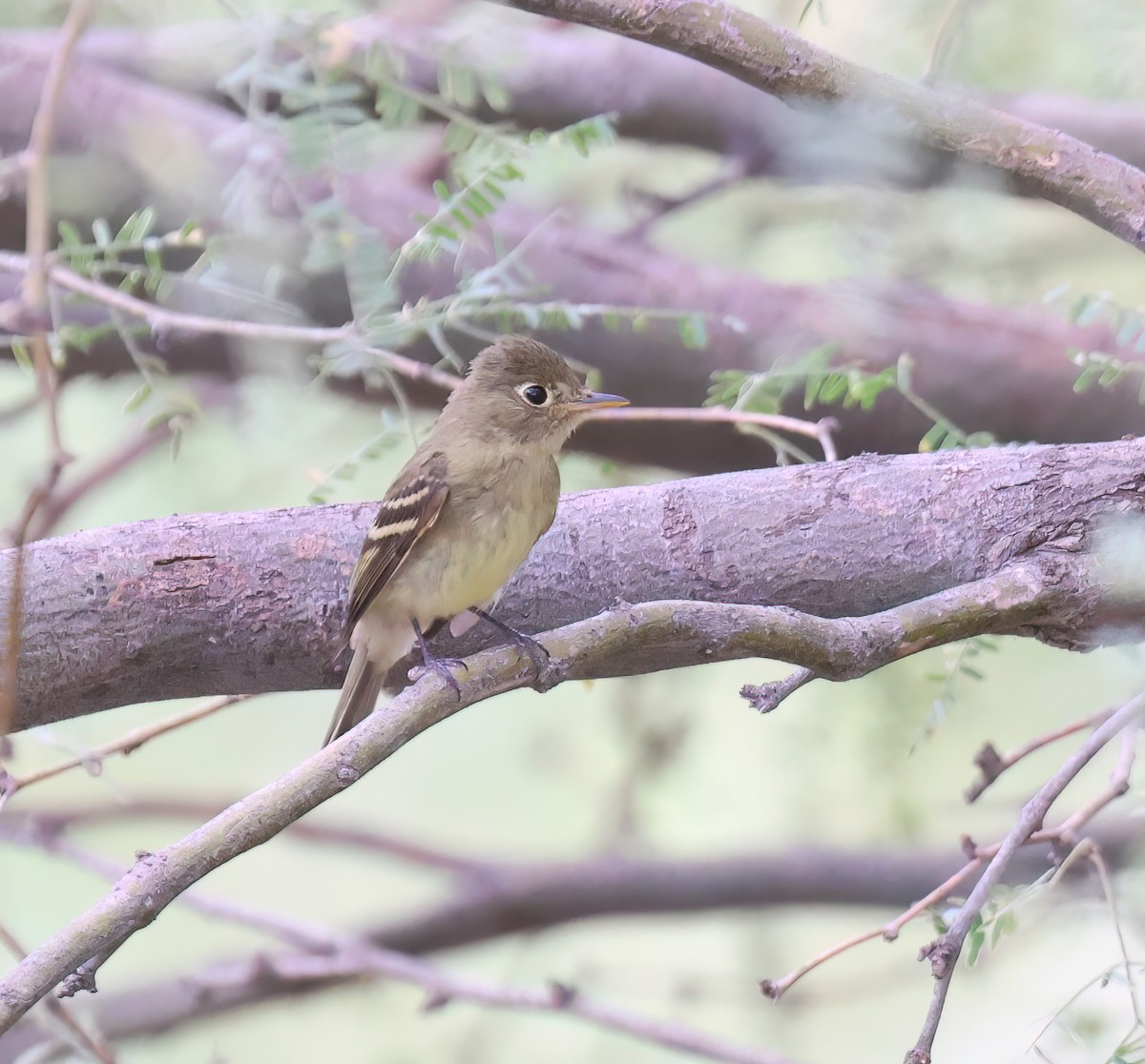 Western Flycatcher (Pacific-slope) - ML642080659