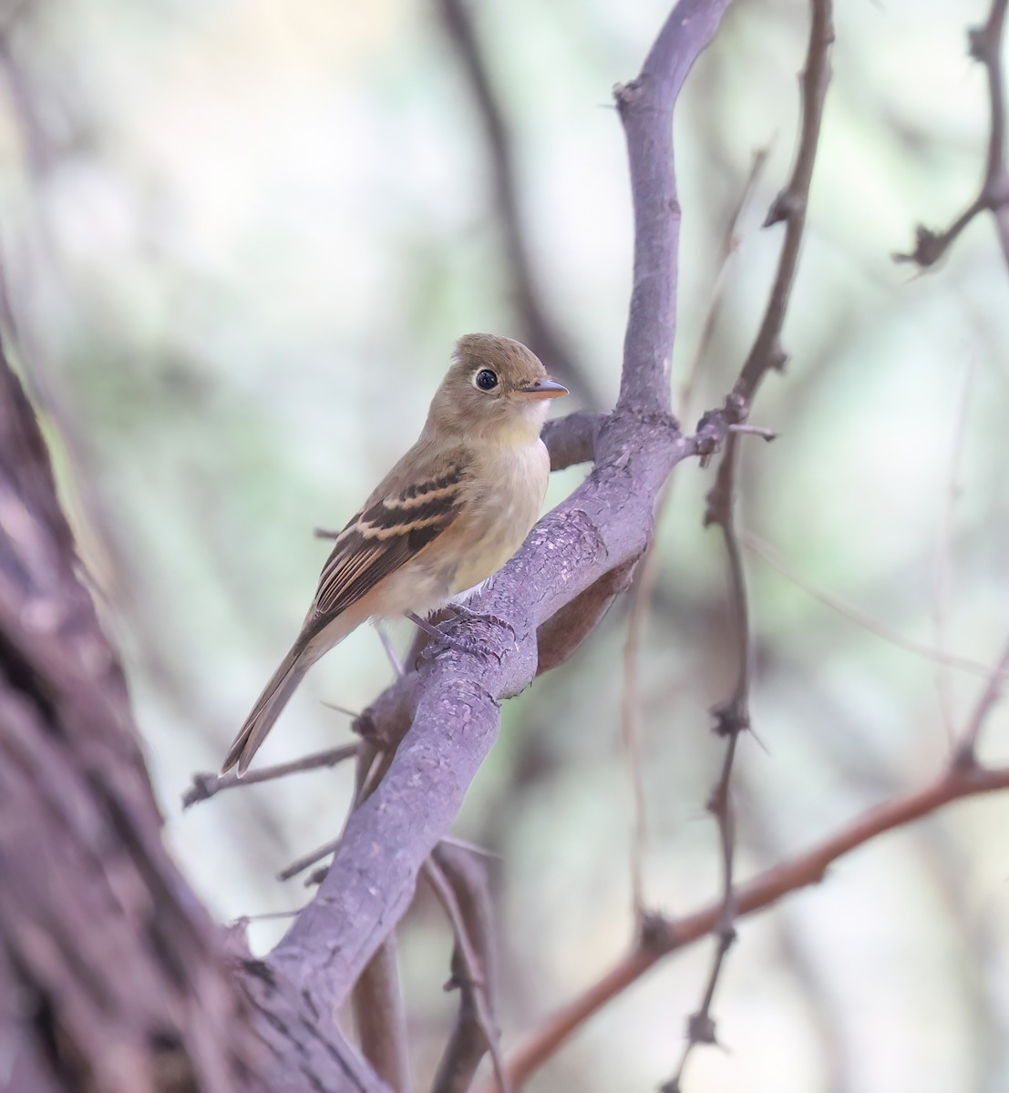 Western Flycatcher (Pacific-slope) - ML642080660