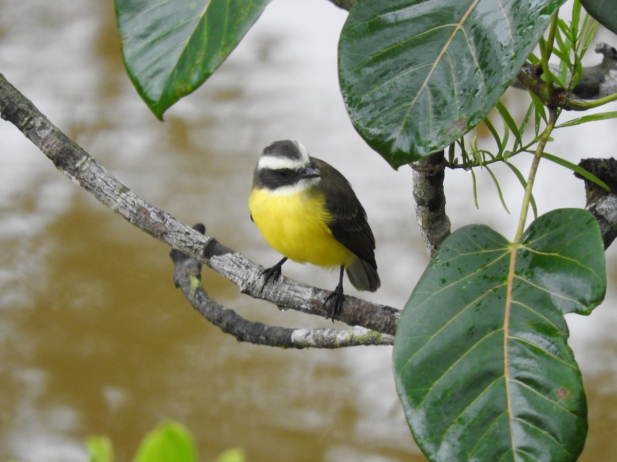 Social Flycatcher - ML642080673