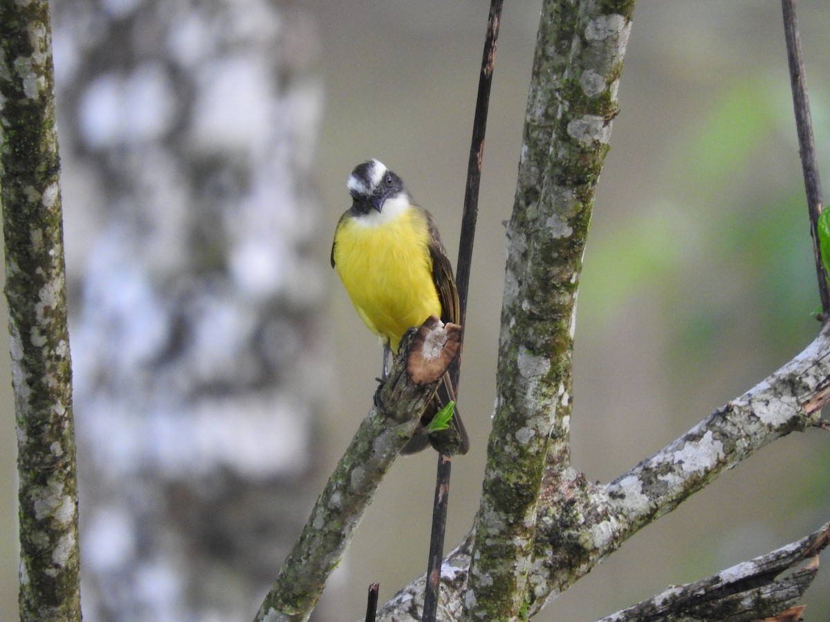 Social Flycatcher - ML642080674