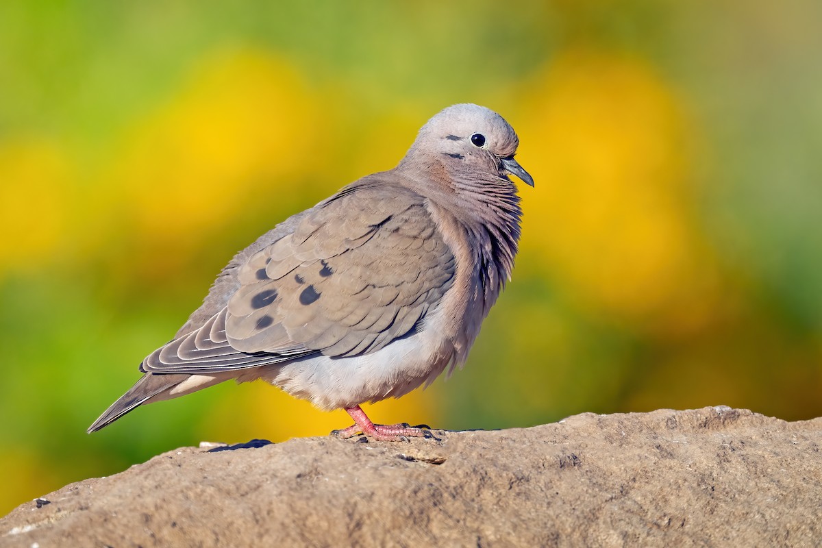 Eared Dove - ML642080675