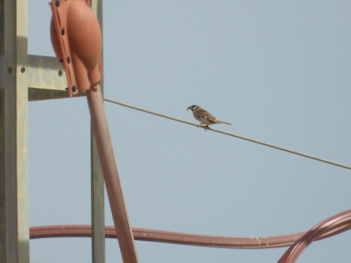 Eurasian Tree Sparrow - ML642080682