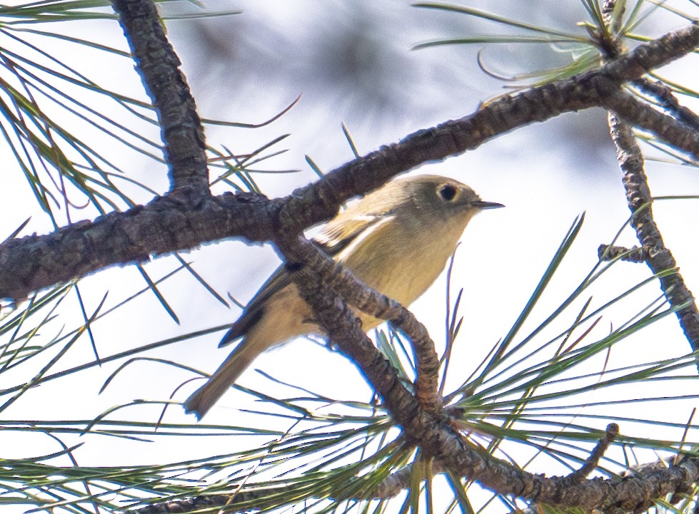 Ruby-crowned Kinglet - ML642080688