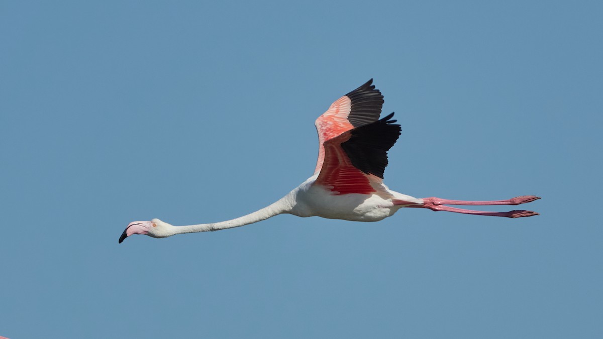 Greater Flamingo - ML642080691