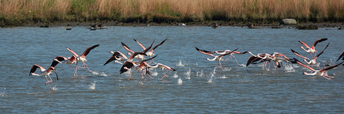 Greater Flamingo - ML642080692