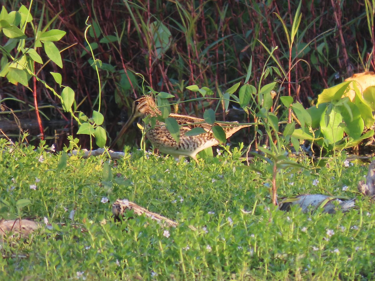 Common Snipe - ML642080693