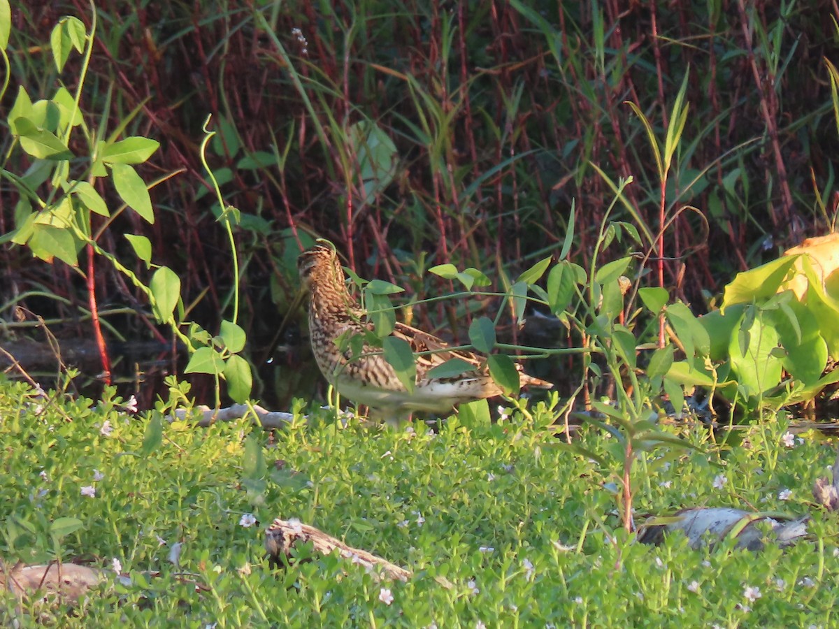 Common Snipe - ML642080694