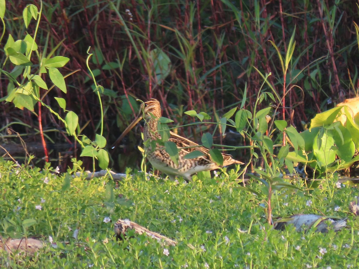 Common Snipe - ML642080695