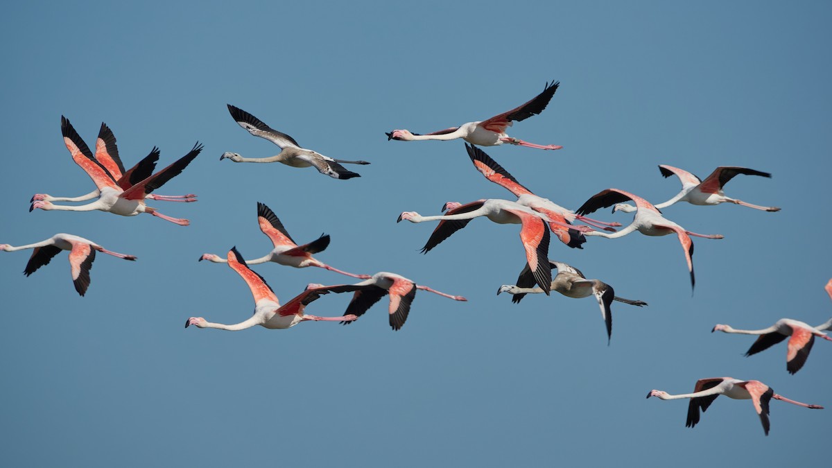 Greater Flamingo - ML642080696