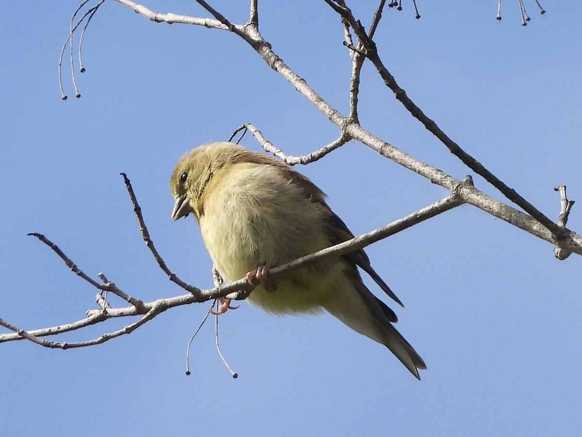 American Goldfinch - ML642080698