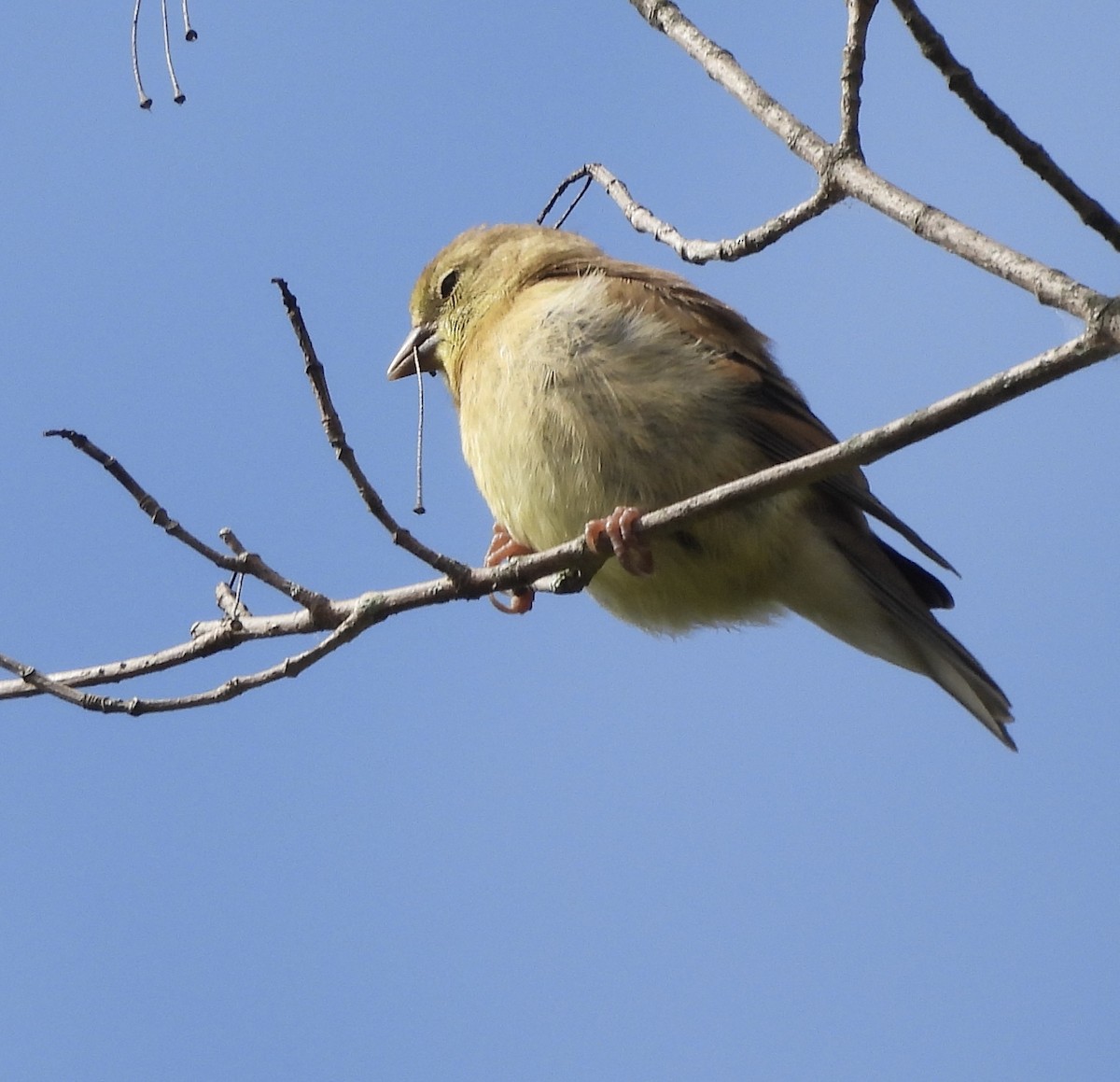 American Goldfinch - ML642080699