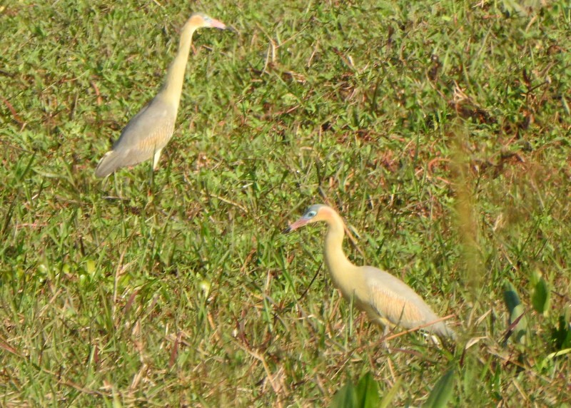 Whistling Heron - ML642080700