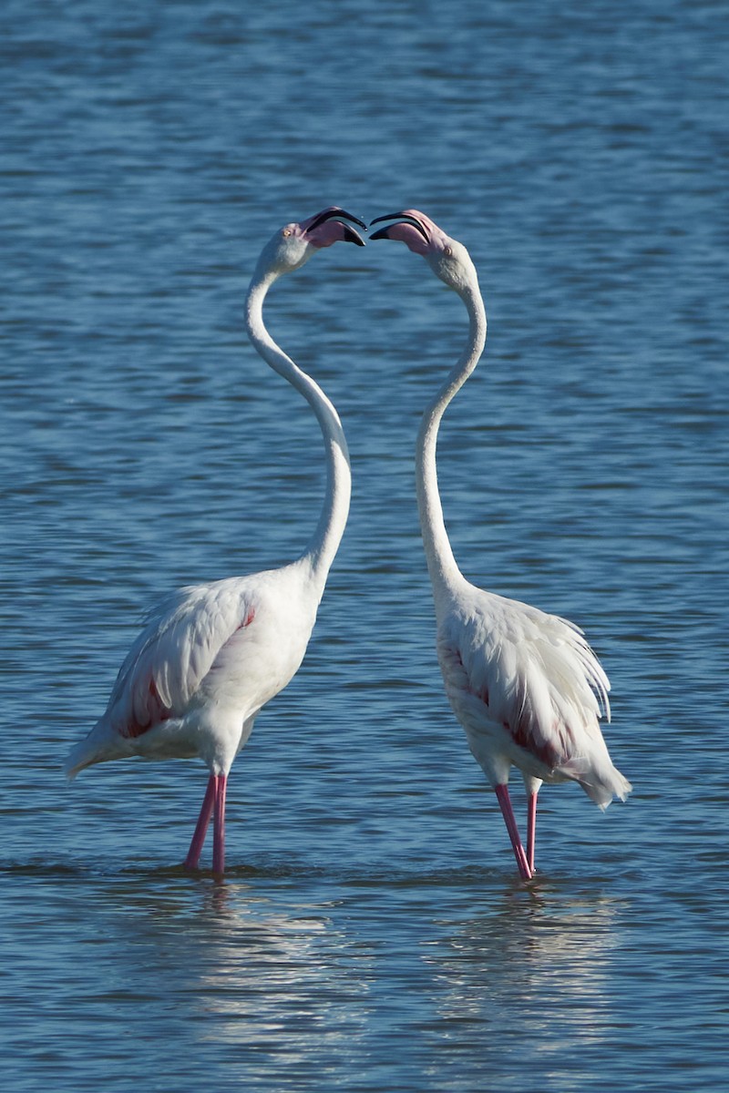 Greater Flamingo - ML642080701