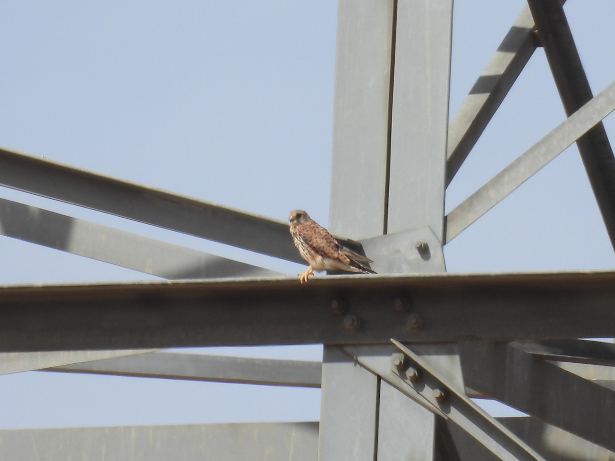 Eurasian Kestrel - ML642080702