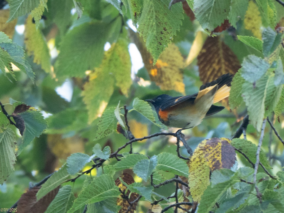 American Redstart - ML642080705