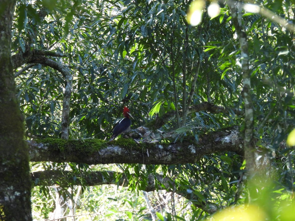 Robust Woodpecker - ML642080707