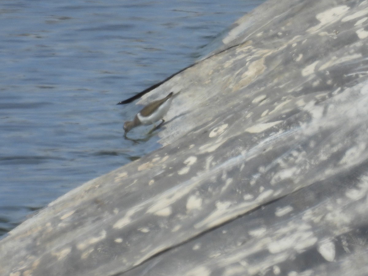 Common Sandpiper - ML642080710